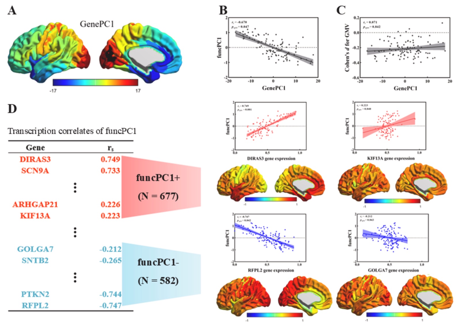 A cortical map of the first gene expression component; scatterplots showing it correlates with the functional component but not with gray matter differences; a list of the genes most strongly correlated with the functional component, with example scatterplots and expression maps.